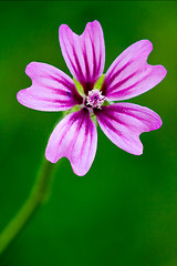 Image showing violet malva 