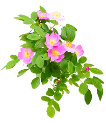 Image showing Branch of dog rose with flowers