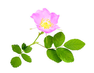 Image showing Branch of dog rose with leaf and flower