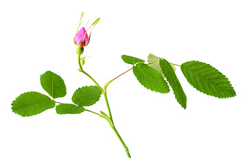 Image showing Dog rose with leaf and bud