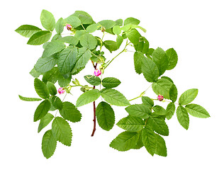 Image showing Dog rose with leafs and buds