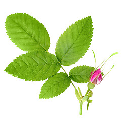 Image showing Dog rose with leaf and one bud