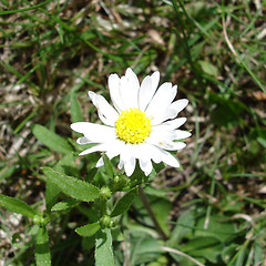 Image showing Daisy