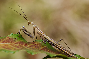 Image showing close up of praying mantis 