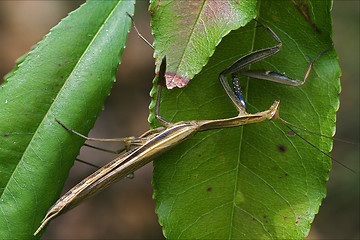Image showing mantodea  in the bush