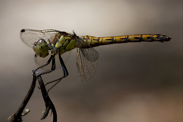 Image showing side of wild  yellow black dragonfly on a  branch 