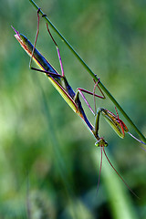 Image showing mantodea  close up 