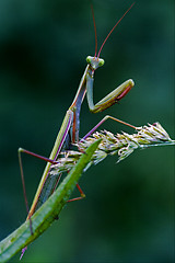 Image showing mantodea  the flowering bush