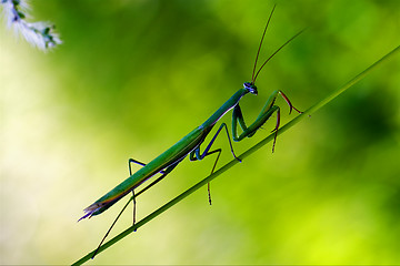 Image showing praying mantis mantodea on a green 