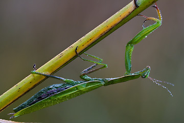 Image showing wild side of praying mantis mantodea 