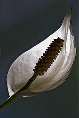 Image showing Anthurium Spatifillum