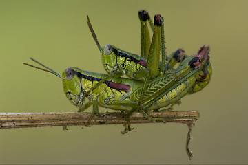 Image showing close up of two grasshopper Orthopterous