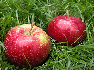 Image showing apples
