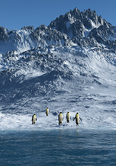 Image showing Penguins