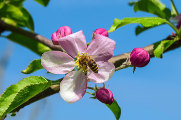 Image showing Working Bee