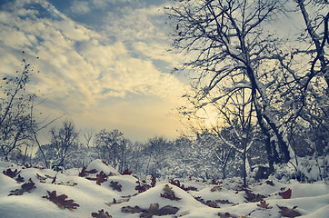 Image showing Winter Landscape