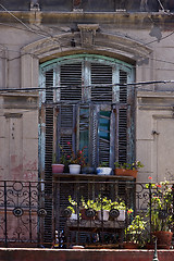 Image showing venetian blind and flower 