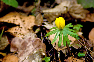 Image showing Winter aconite, Eranthis hiemalis