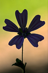 Image showing  alcea moschata