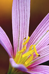 Image showing  malva alcea moschata 