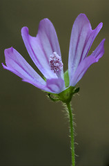 Image showing  malvacee trimestris 