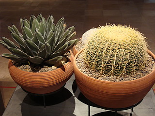 Image showing Mexican cactus 2