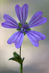 Image showing  sylvestris lavatea