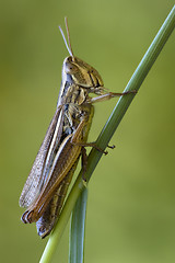 Image showing brown  chorthippus