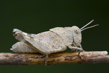 Image showing grasshopper Orthopterous