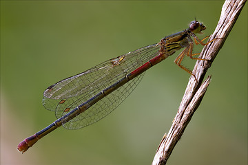 Image showing  coenagrion puella on a flower in the bush