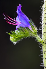 Image showing Prunella Vulgaris