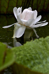 Image showing  nuphar leteum 