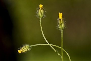 Image showing yellow hypochoeris achyrophorus 
