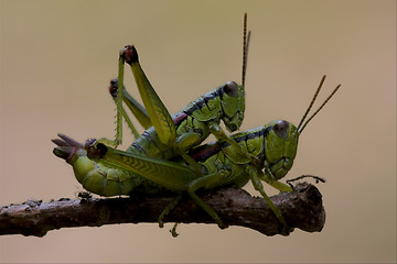 Image showing close up of two grasshopper Orthopterous 