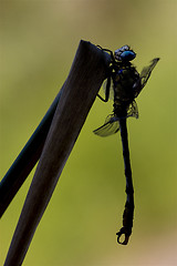 Image showing side of  wild  yellow black dragonfly 