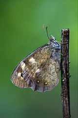 Image showing side of wild  grey  butterfly  