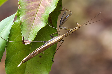 Image showing close up of mantodea 