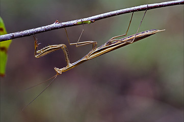 Image showing  mantodea on a green brown branch 