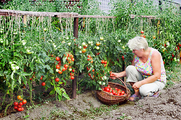 Image showing Mistress of a kitchen garden received harvest