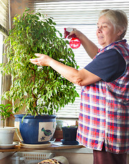Image showing Mature housewife takes care of the flowers