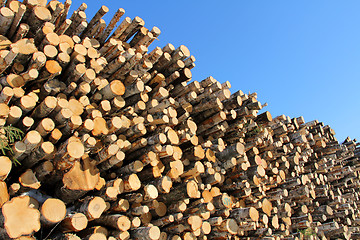 Image showing Large Stack of Logs and Blue Sky