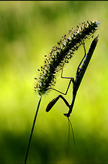 Image showing shadow mantodea  close up 