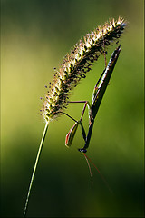 Image showing shadow mantodea  side of praying mantis 