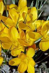 Image showing Yellow Crocus Flowers