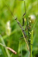 Image showing  wild side of praying mantis on a green brown branch