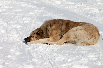 Image showing Dog sleeping on snow