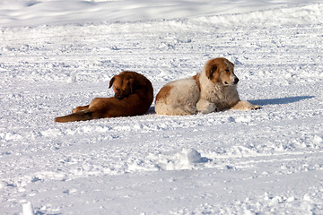 Image showing Two dogs on snow