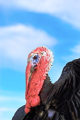 Image showing big turkey over the sky