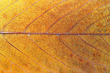 Image showing cherry leaf texture