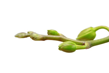 Image showing cymbidium buds ready to bloom